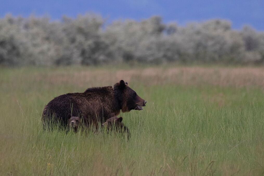Collared research monitoring bear from the Mission Valley